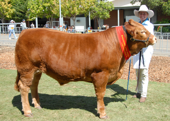 Second Place and Bronze Medal Open Heavyweight Steer led by Allana Norris  bred by Mr and Mrs Alcorn of Quirindi and sponsored by the Judd Family from Woy Woy Rotary Club