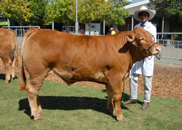 Pure Bred Steer Bronze Medal Winner bred by Mr and Mrs Alcorn of Quirindi led by Ben Nadan